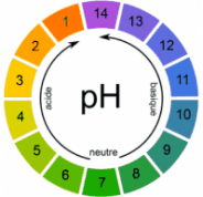 Solution tampon pH4 et pH7 en sachet - Lot de 6