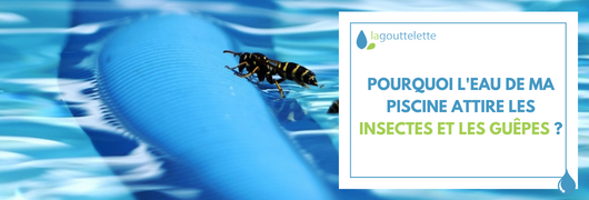 Pourquoi l'eau de ma piscine attire les insectes et les guêpes ?